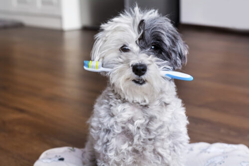 dental health care for pets starts at home