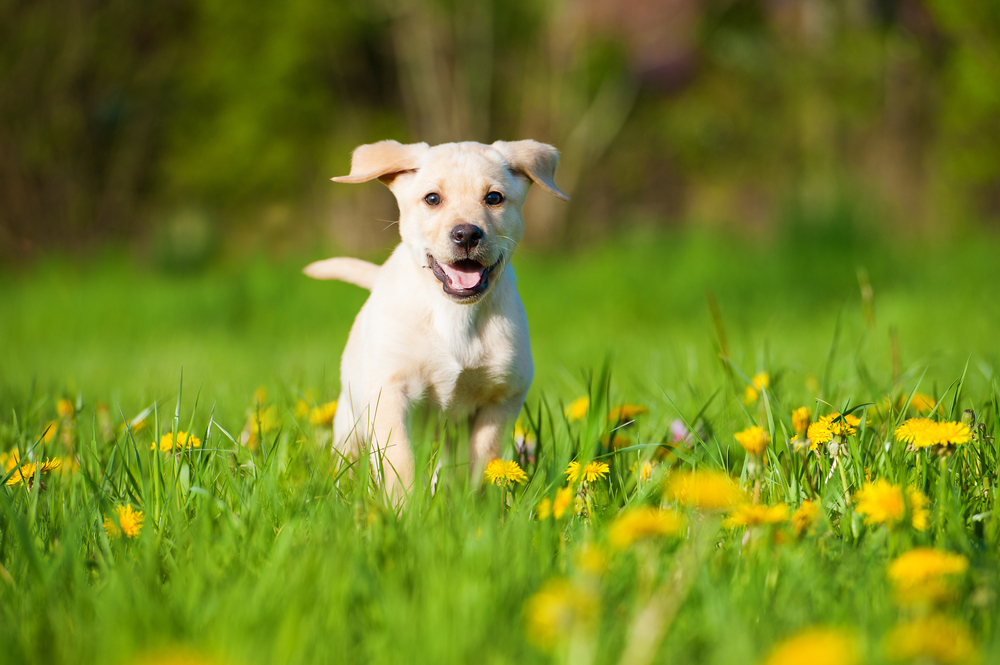 does your pet suffer from seasonal allergies