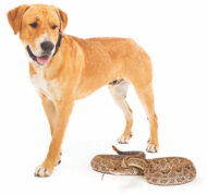 veterinarian dog rattlesnake vaccine