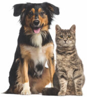 veterinarian dogs and cats