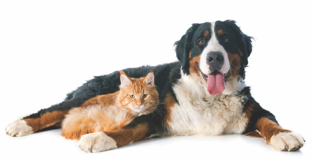 veterinarian golden dog cat