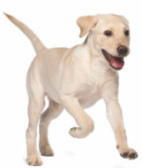 veterinarian puppy