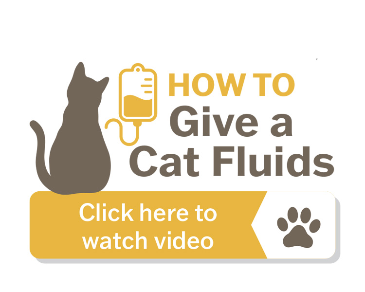 howto cat fluids