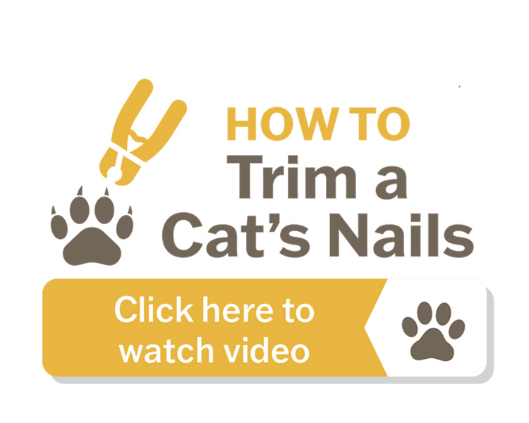 howto cat nail trim