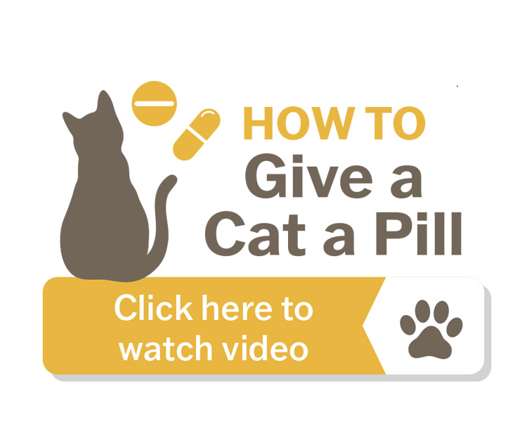 howto cat pill